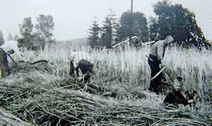 Werken op het land